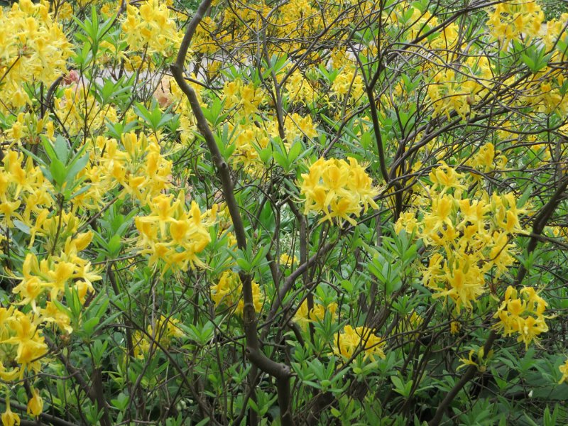 Rhododendron luteum (2)